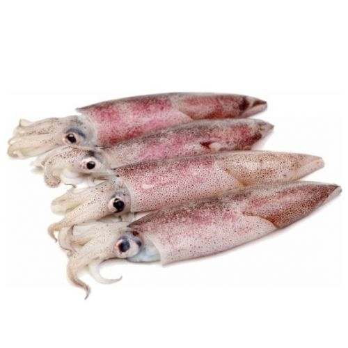 Calamari interi perù