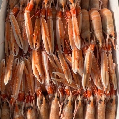 SCAMPI IRL. 15/20 3X3KG C/BORDO