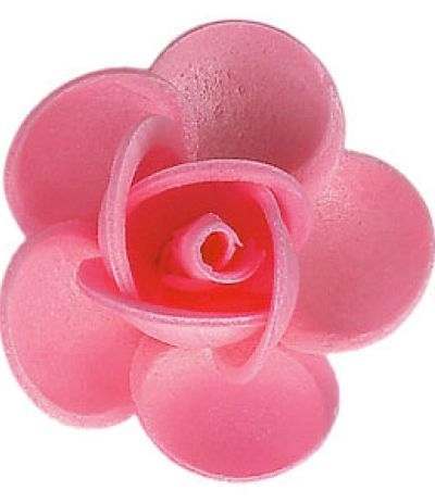 rosa ostia linda rosa