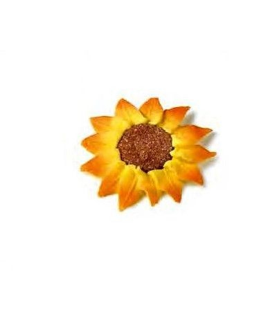 girasole zucchero grande