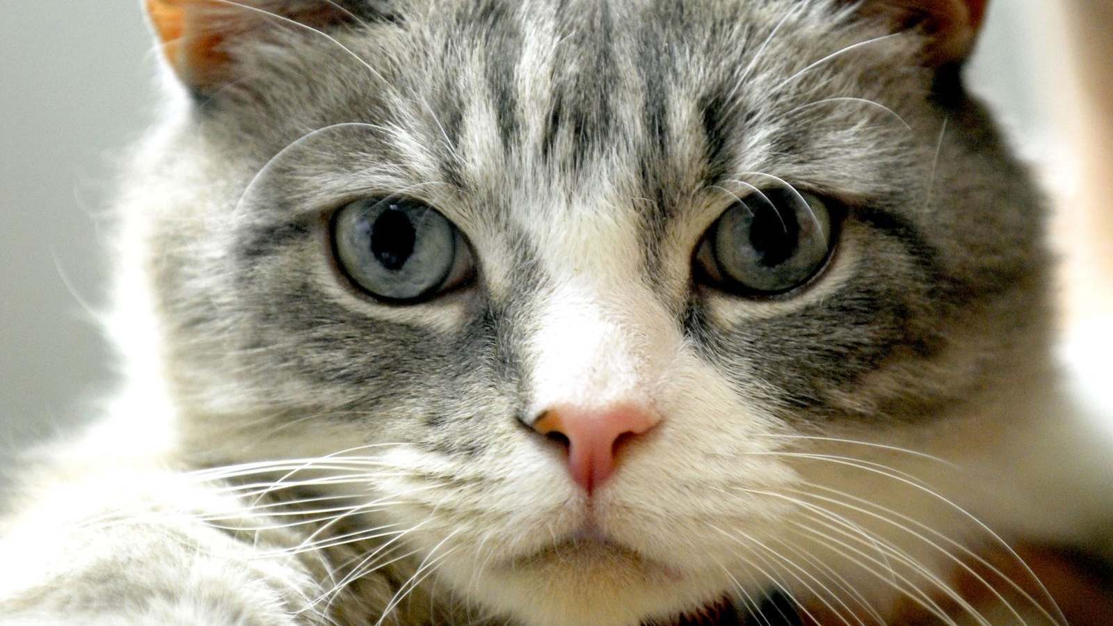 ANCHE I GATTI MIAGOLANO CON UN ACCENTO?