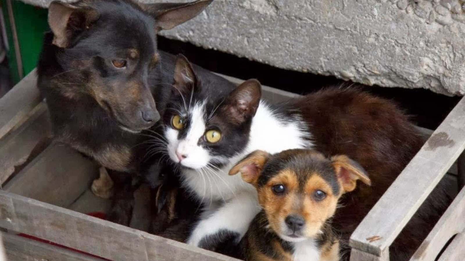 SI PUO' DARE DA MANGIARE A CANI E GATTI RANDAGI?