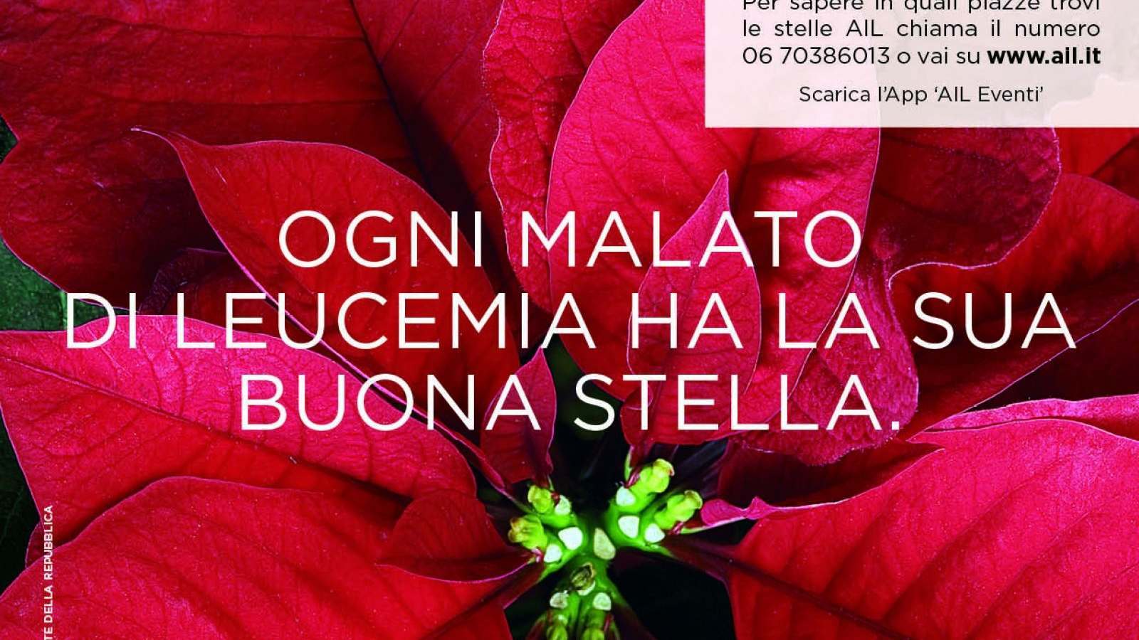 STELLE DI NATALE AIL 2016