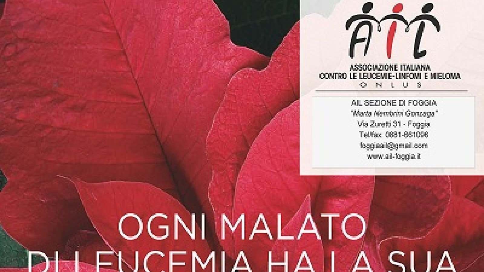 STELLE DI NATALE AIL 2017