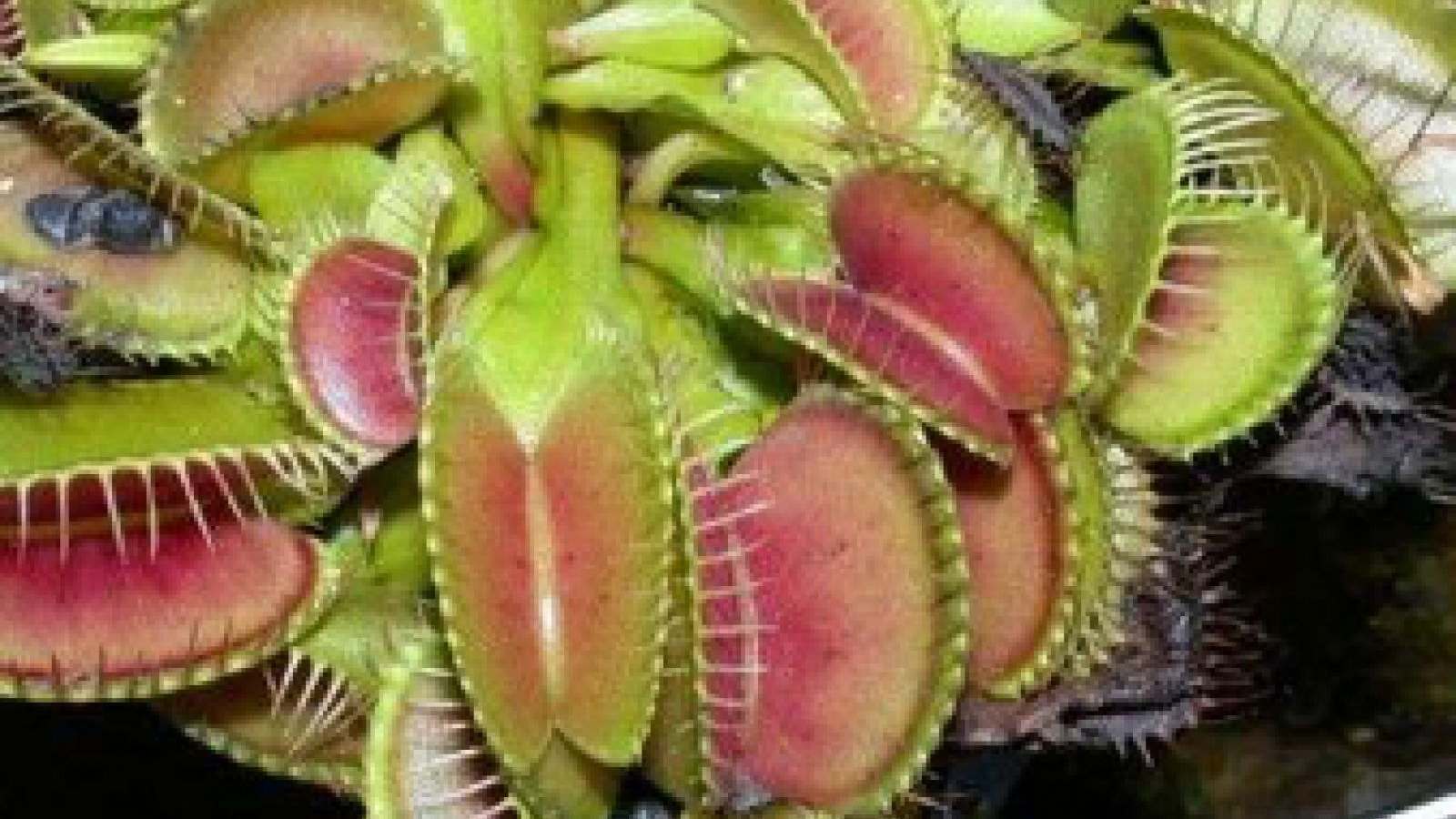 Piante carnivore contro mosche e zanzare