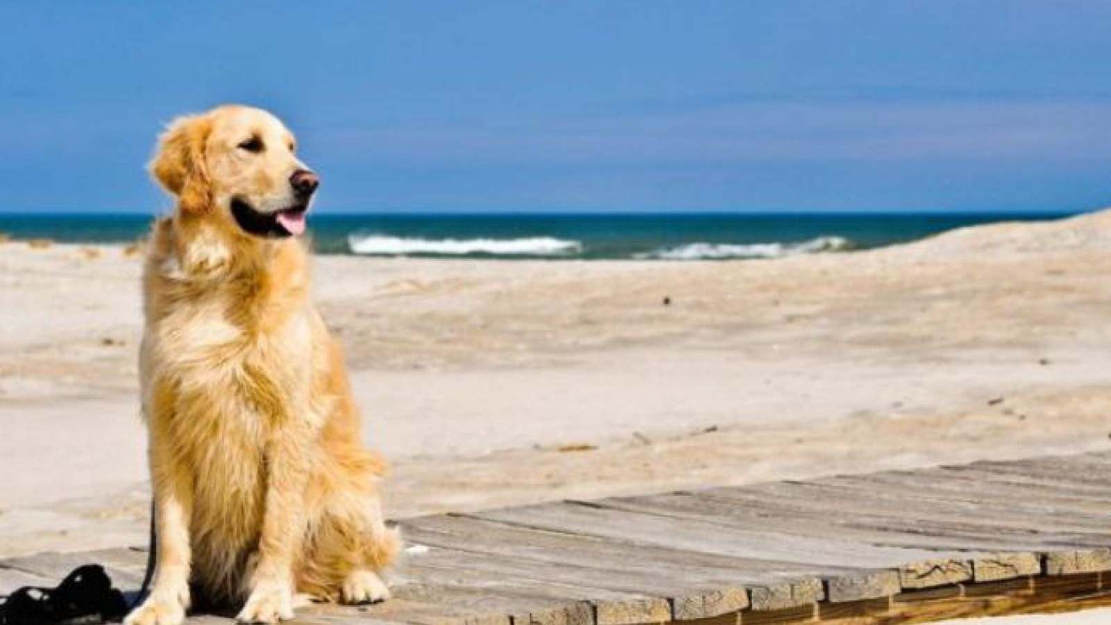 CONSIGLI PER IL NOSTRO AMICO FIDO AL MARE