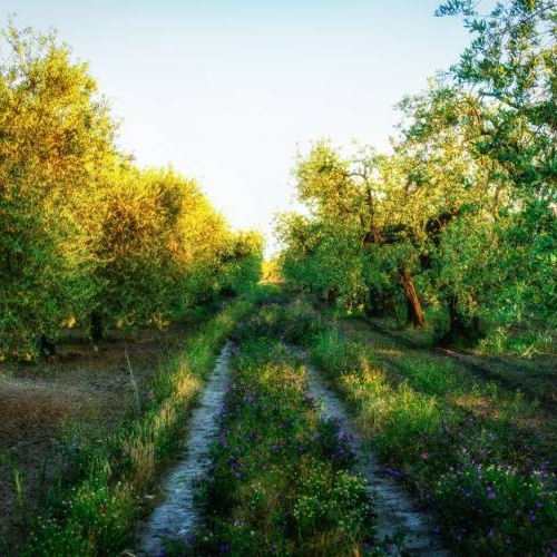 Olio nutraceutico? Chiedi ai polifenoli (o anche biofenoli).