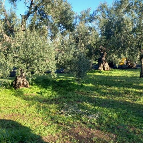 Difendere gli ulivi secolari nel tempo dell’intensivo, un dovere di identità e una scelta di futuro