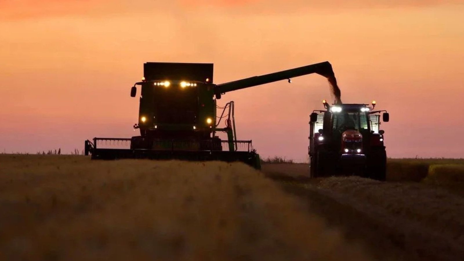 La produzione di grano duro in Italia cresce del 12%: prospettive, sfide e scenari futuri.