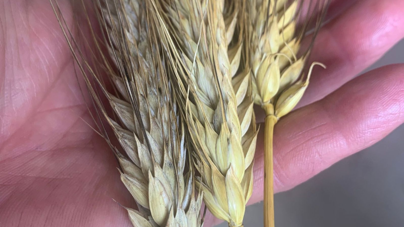 Rivitalizzare l'agricoltura italiana: un imperativo strategico.