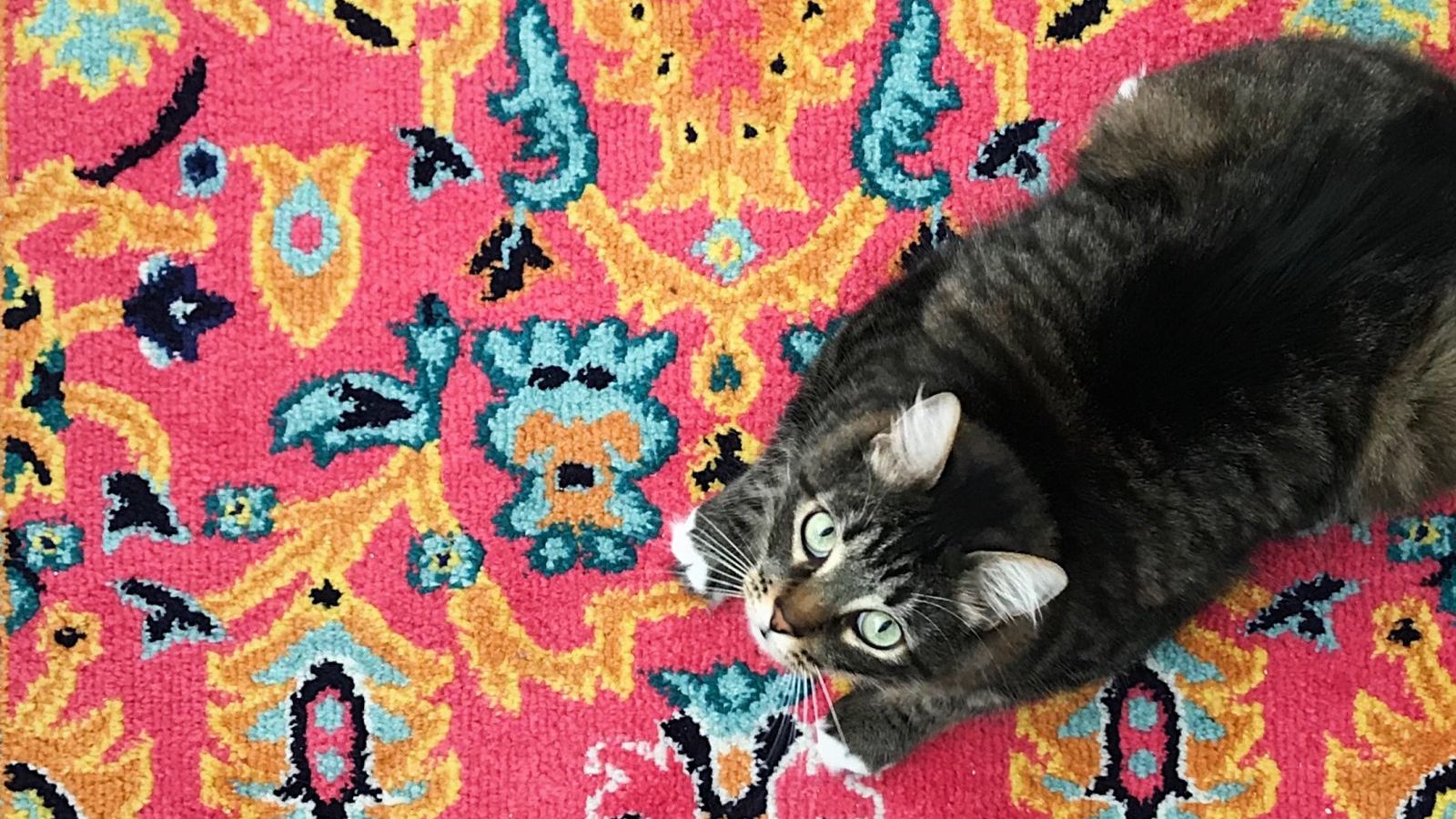 The Solution for Pet Stains on Your Rugs in New York