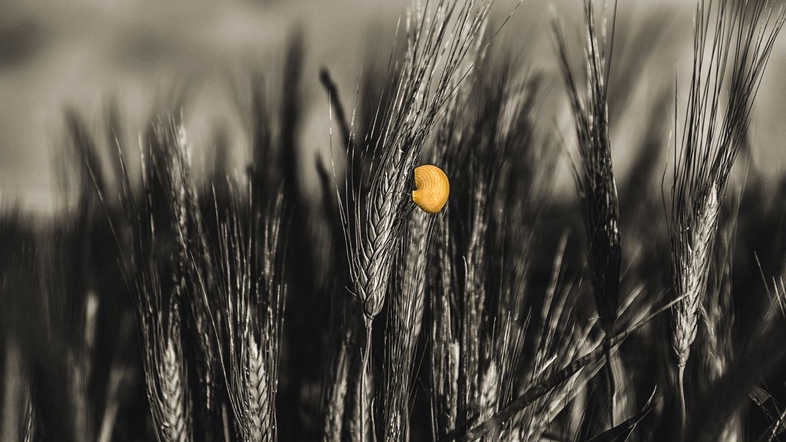 l’uomo, il grano la pasta