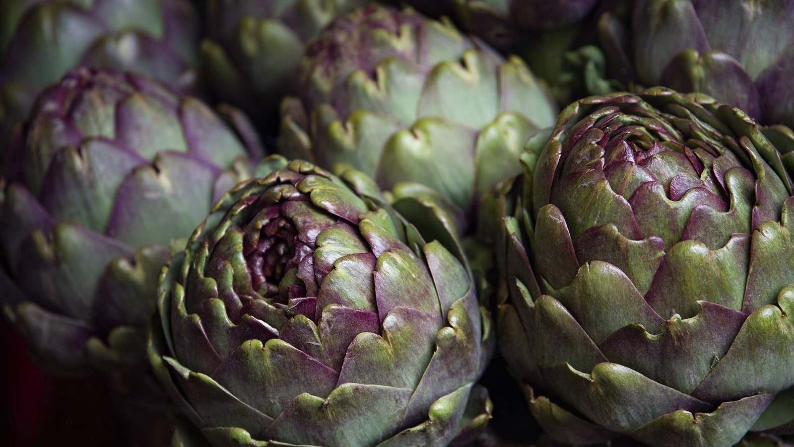 Globe Artichoke