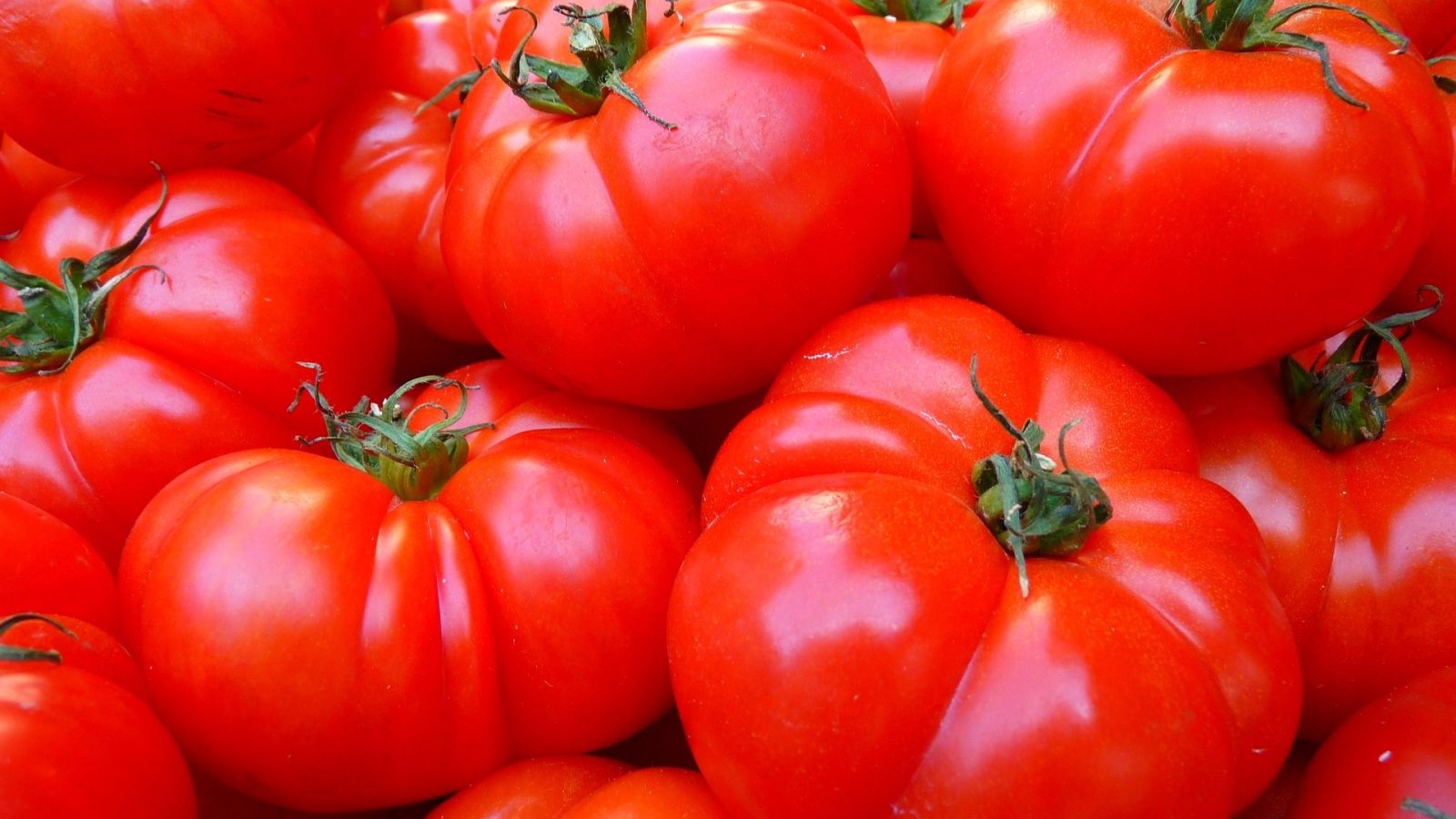 Il Pomodoro